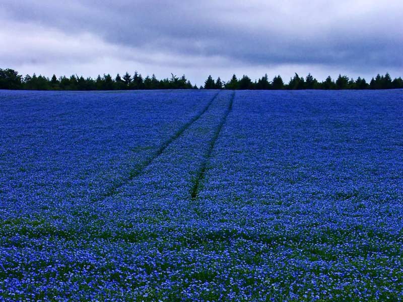 Field_of_blue_flowers_Wallpaper__yvt2.jpg