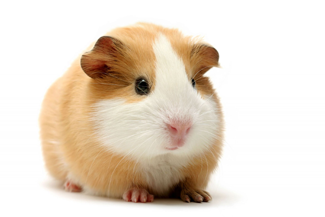 guinea-pig---tan.jpg