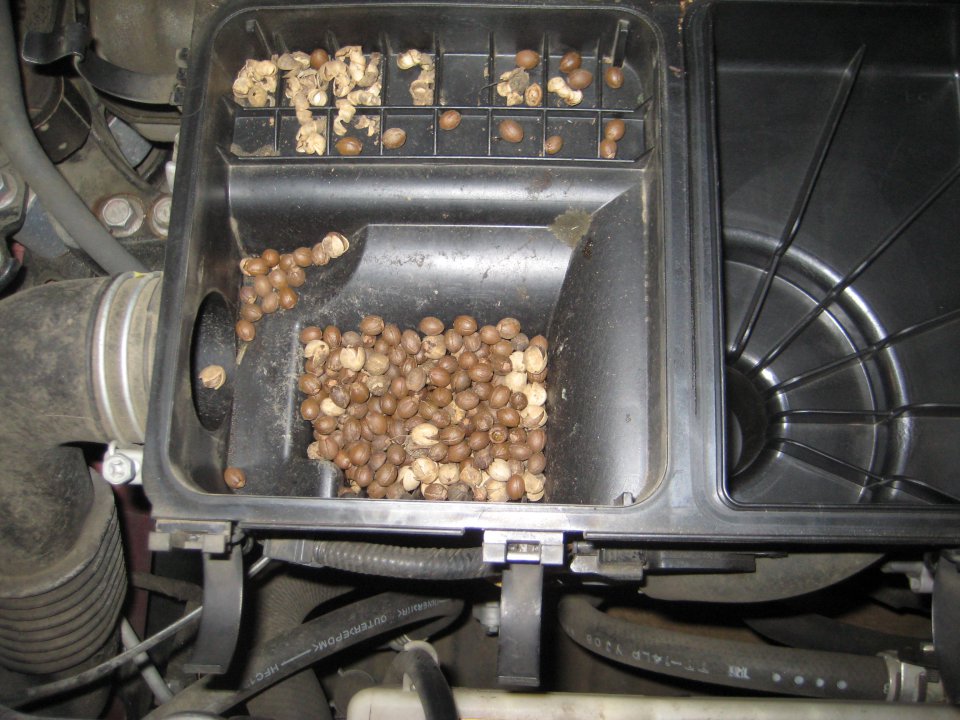 Surprise In Cabin Air Filter Priuschat